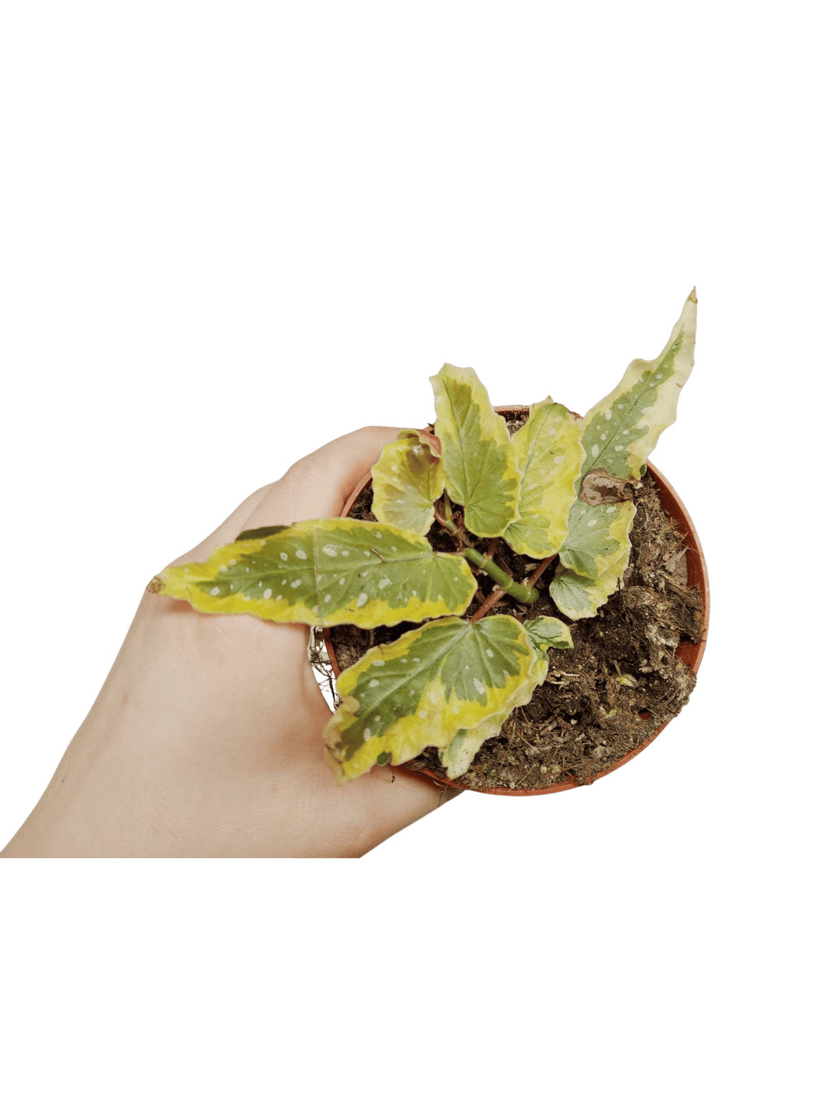 Begonia Dainty Spray Sport Variegata