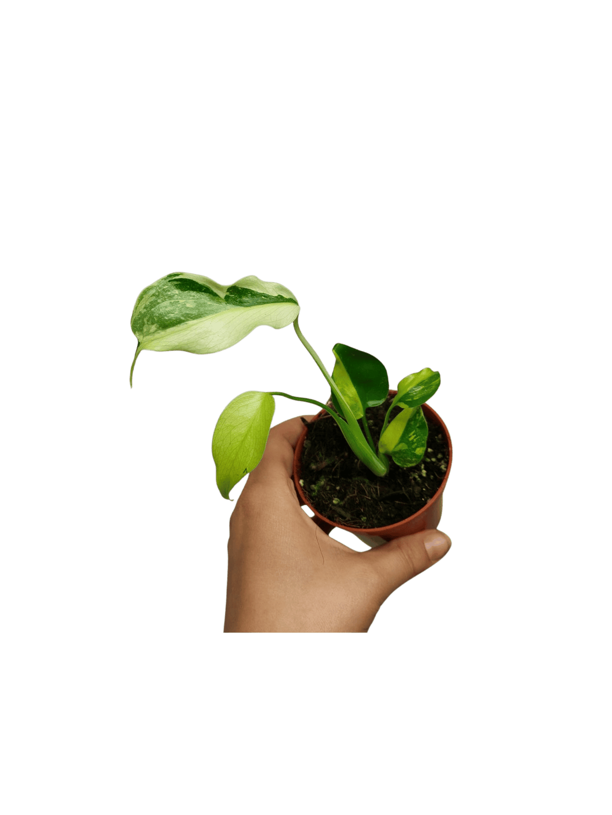 Monstera Electrolight Mutation