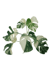 Monstera Variegata (zum aussuchen)