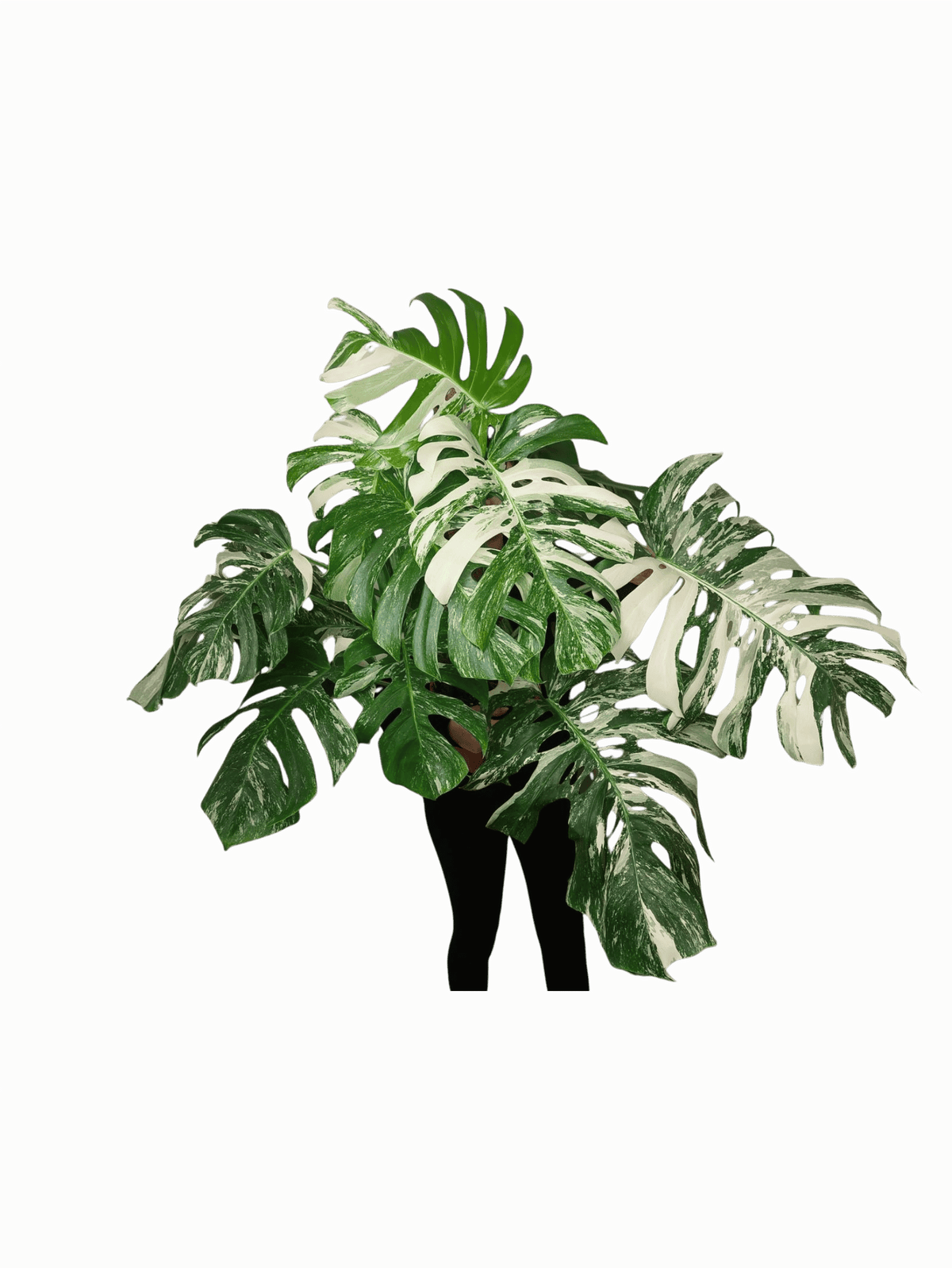 Monstera Variegata buschig