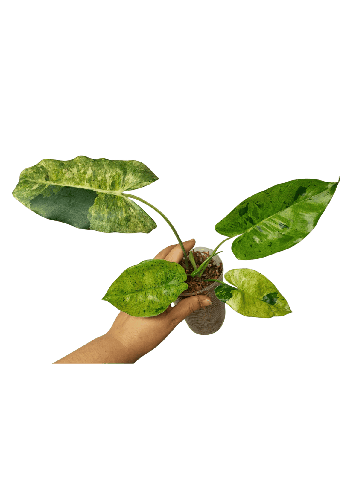 Philodendron Burle Marx Verde
