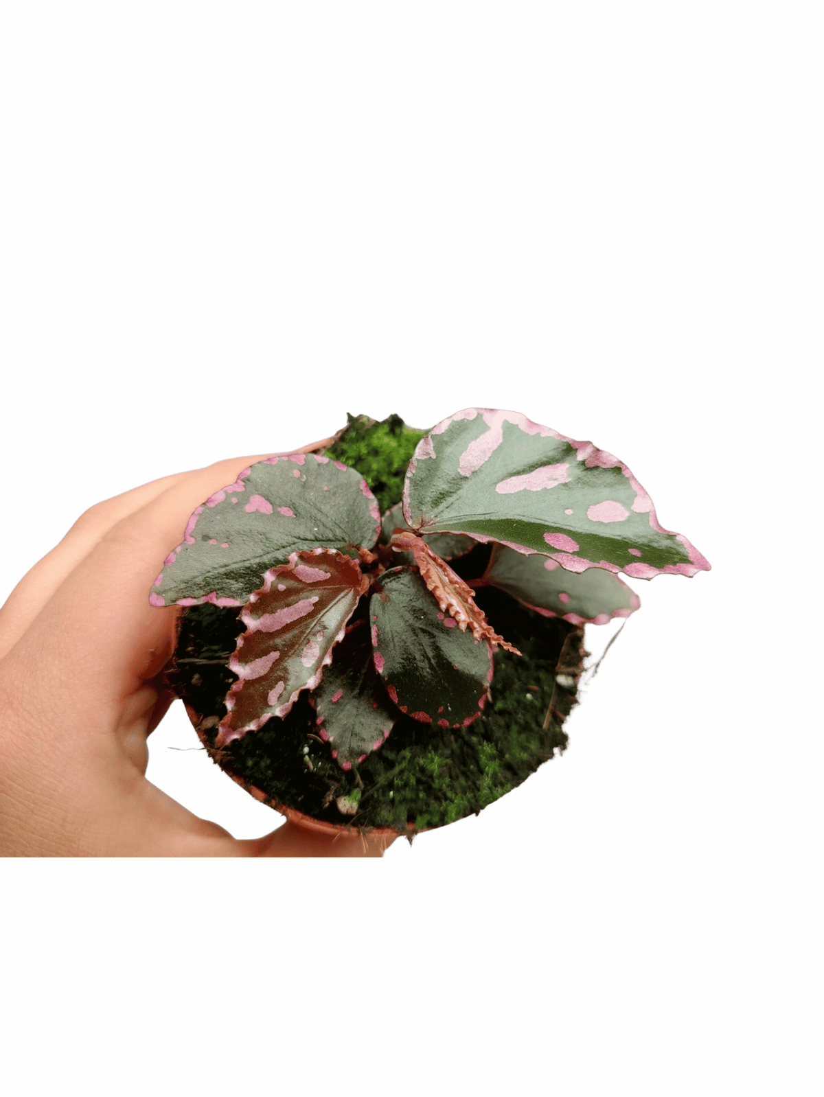 Begonia Julau