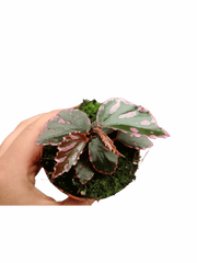 Begonia Julau