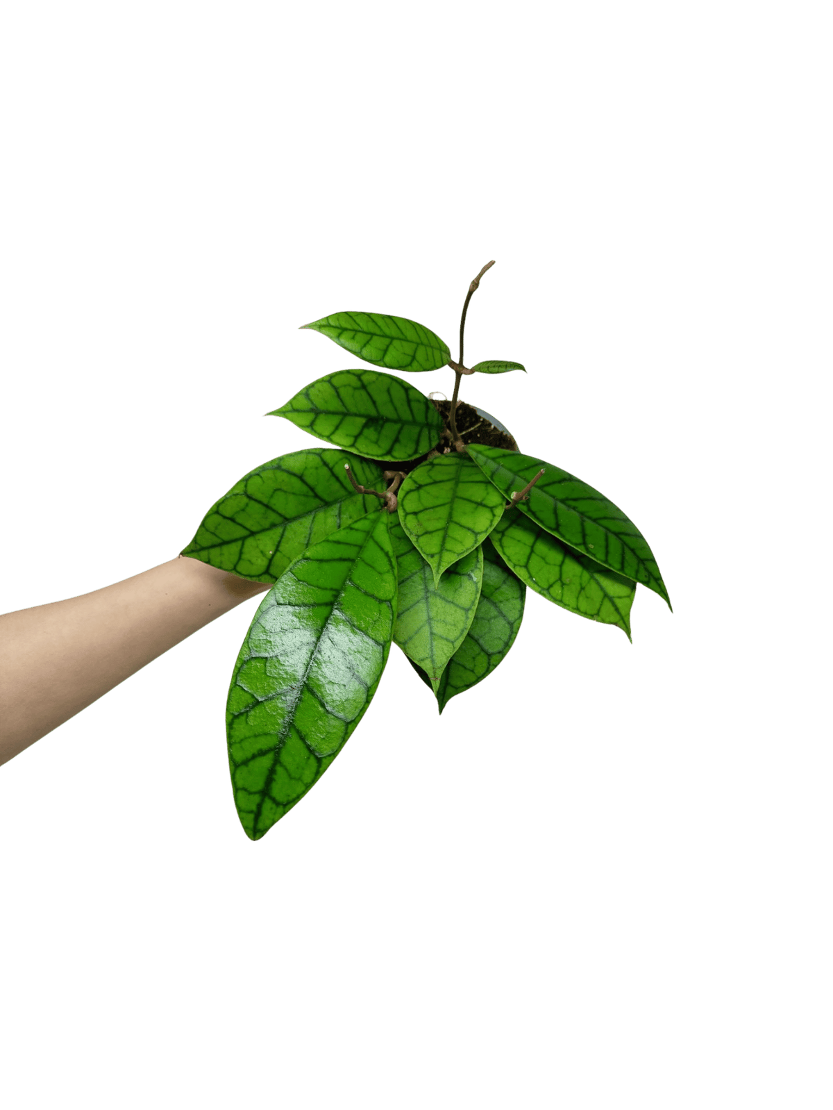 Hoya Callistophylla