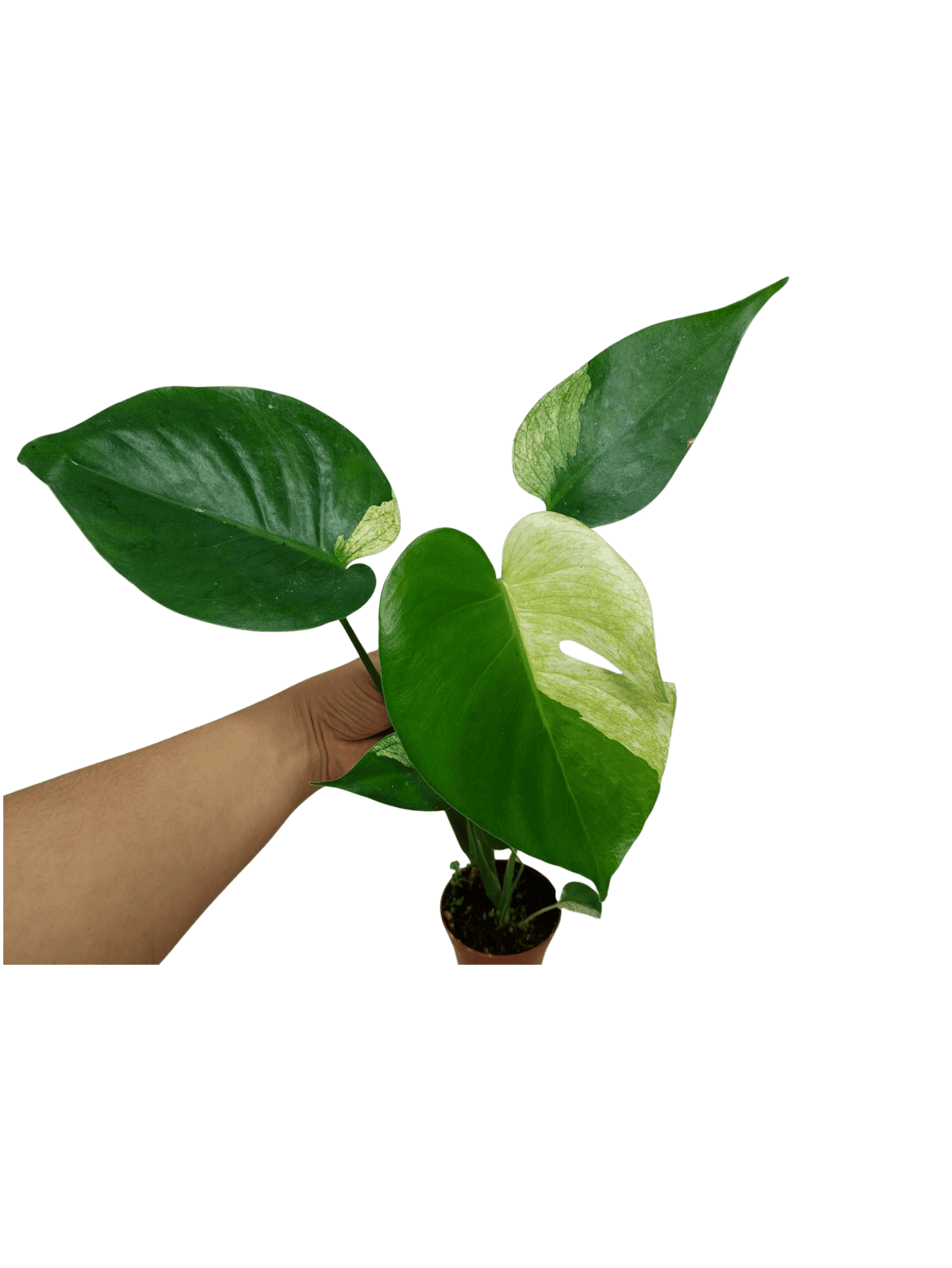 Monstera Jungle Mint