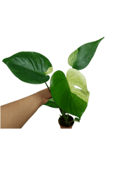 Monstera Jungle Mint