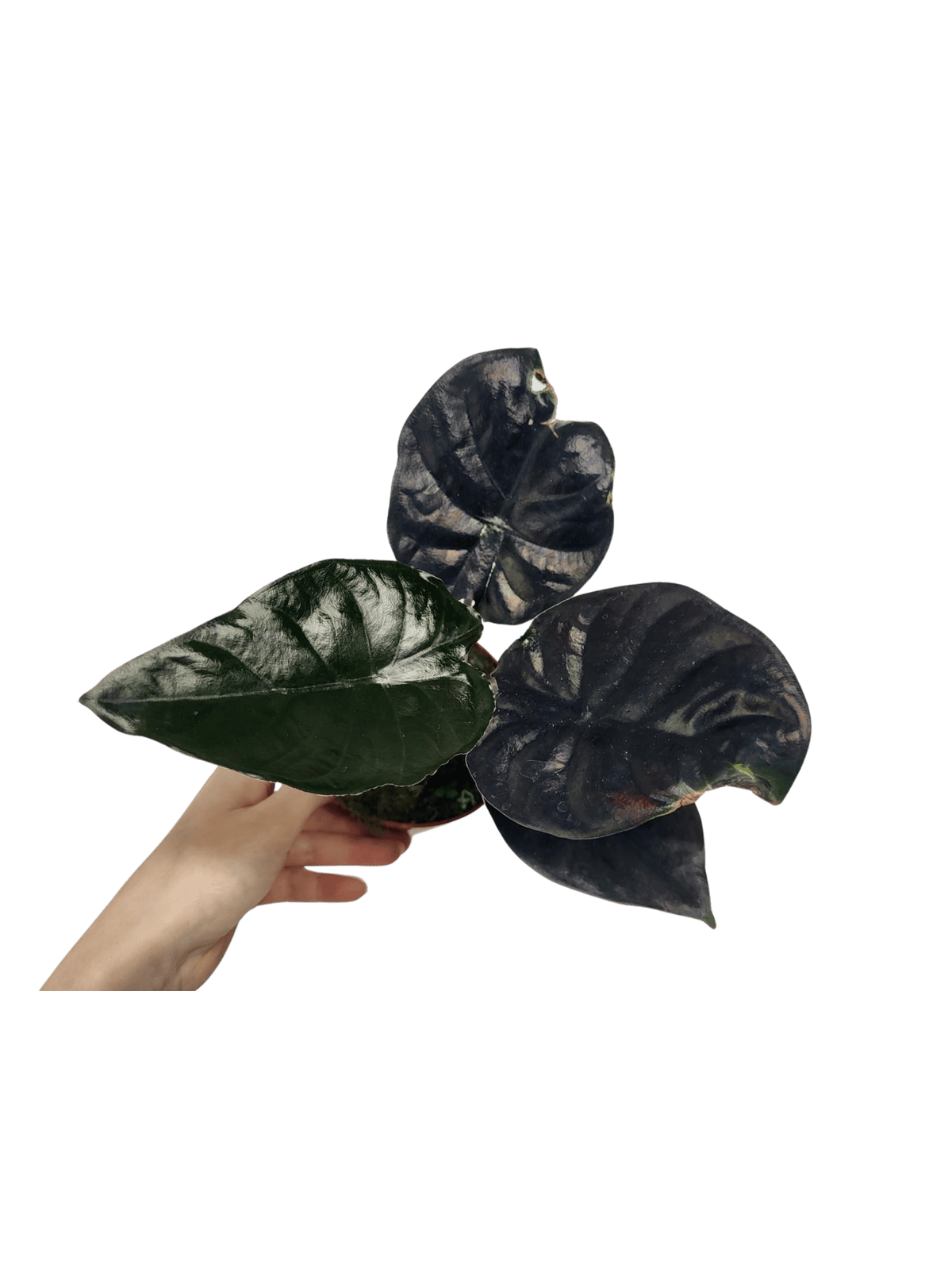 Alocasia Black Magic