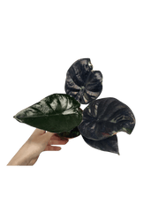 Alocasia Black Magic