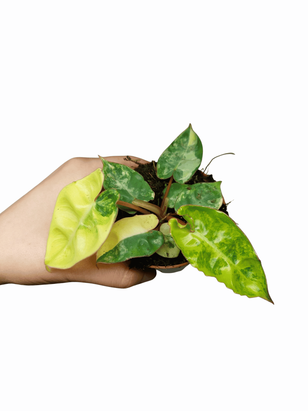 Philodendron Billietiae Variegata (zum aussuchen)