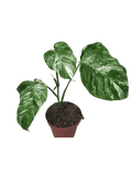 Monstera Variegata Stecklinge eingetopft