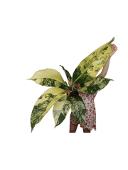 Dieffenbachia Big Ben Variegata