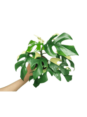 Monstera Minima (Raphidophora Tetrasperma) Variegata