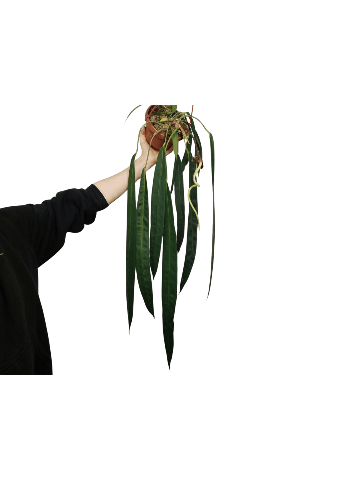 Anthurium Wendlingeri
