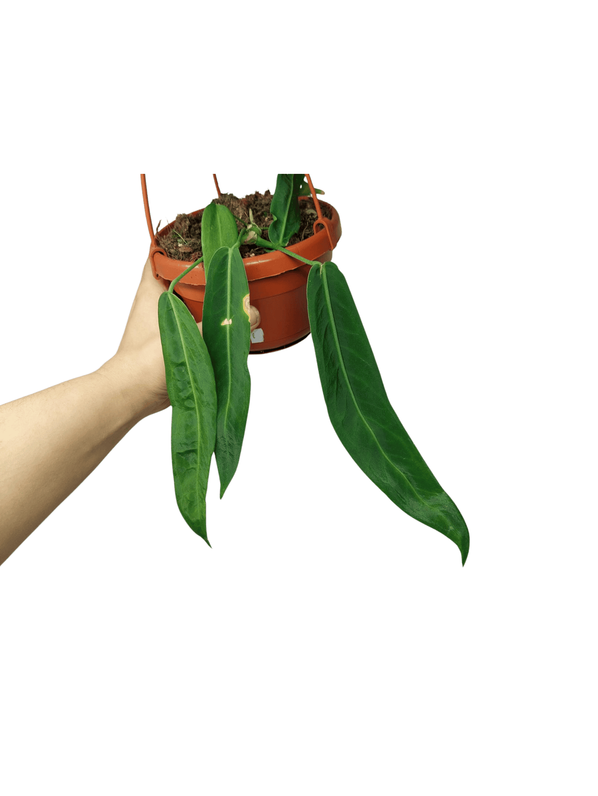 Anthurium Pallidiflorum