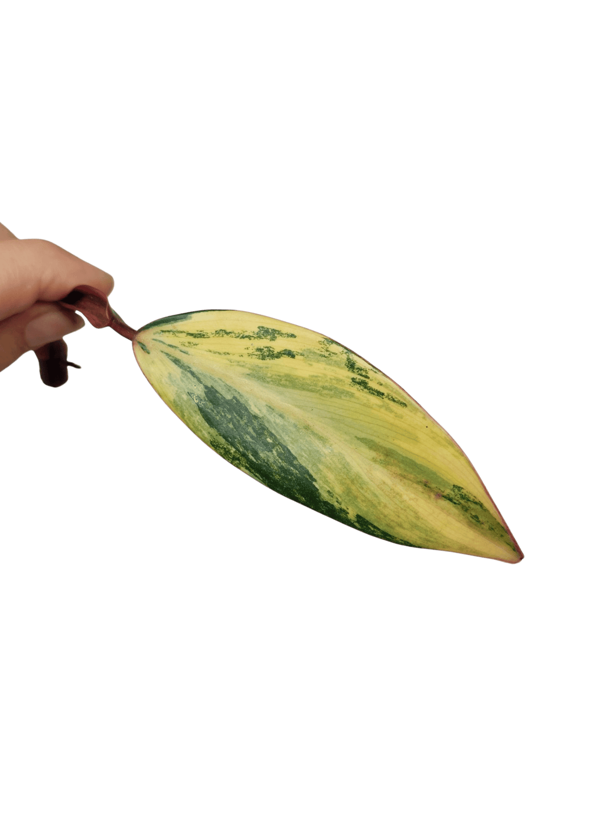 Philodendron Strawberry Shake Steckling