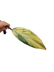 Philodendron Strawberry Shake Steckling