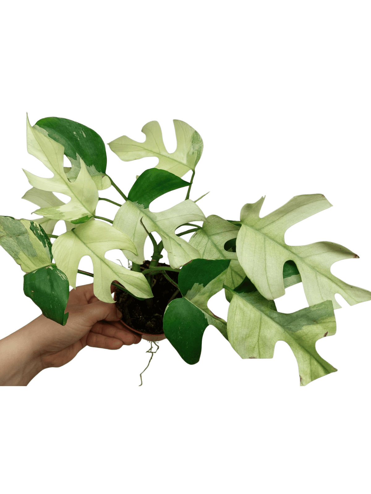 Raphidophora Tetrasperma Mint Variegata