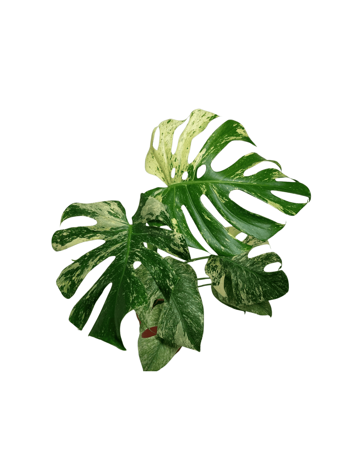 Monstera Mint Adult