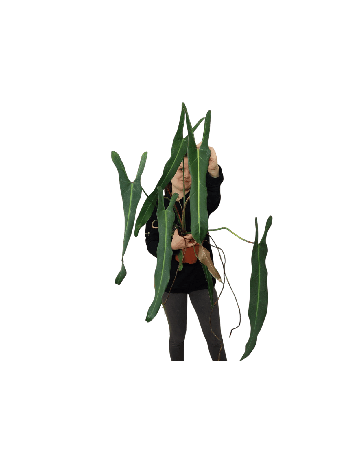 Philodendron Spiritus Sancti Adult