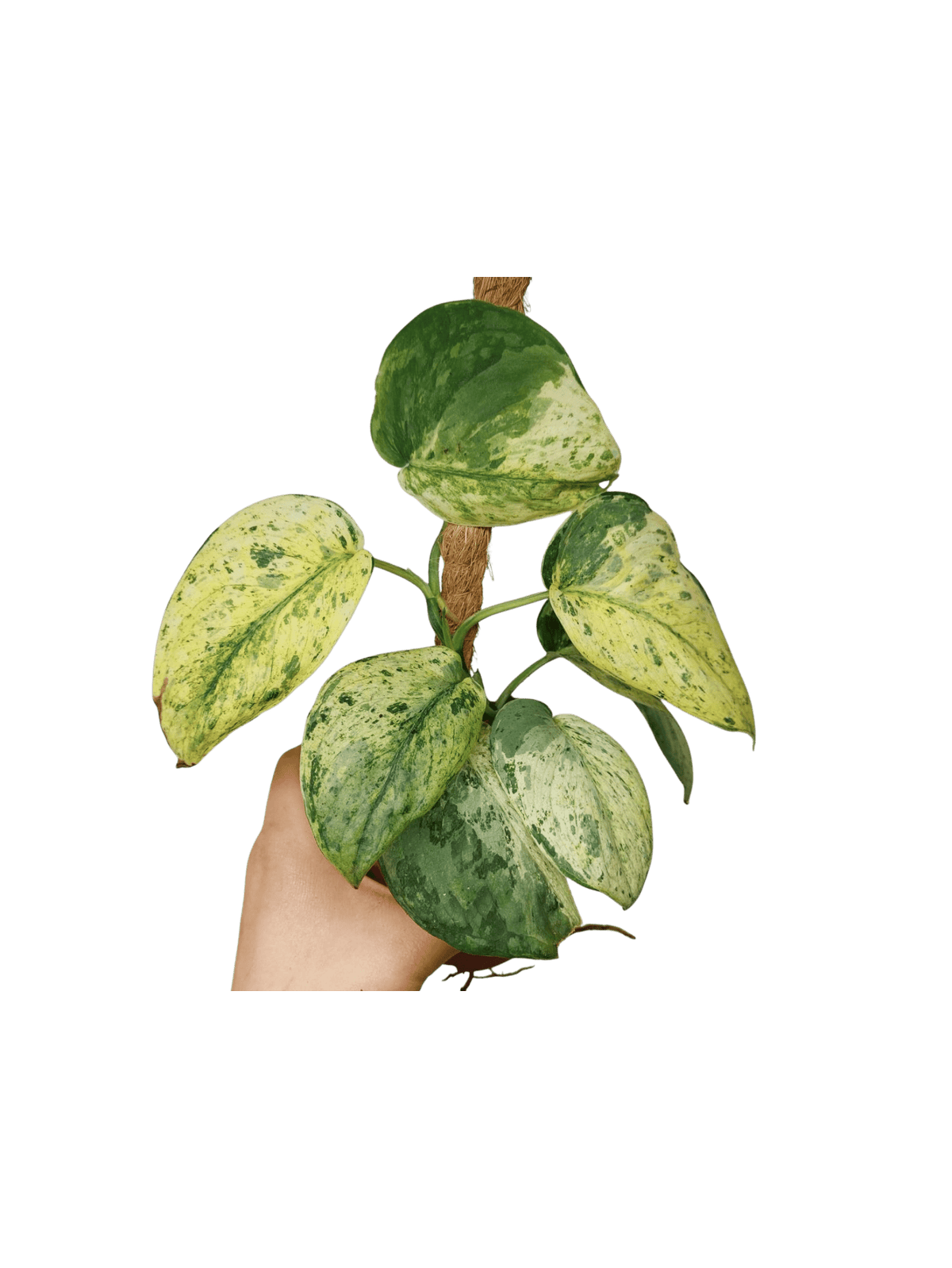 Scindapsus Jade Satin Marble
