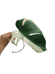 Monstera Jungle Mint Stecklinge