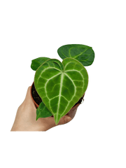 Anthurium Clarinervium