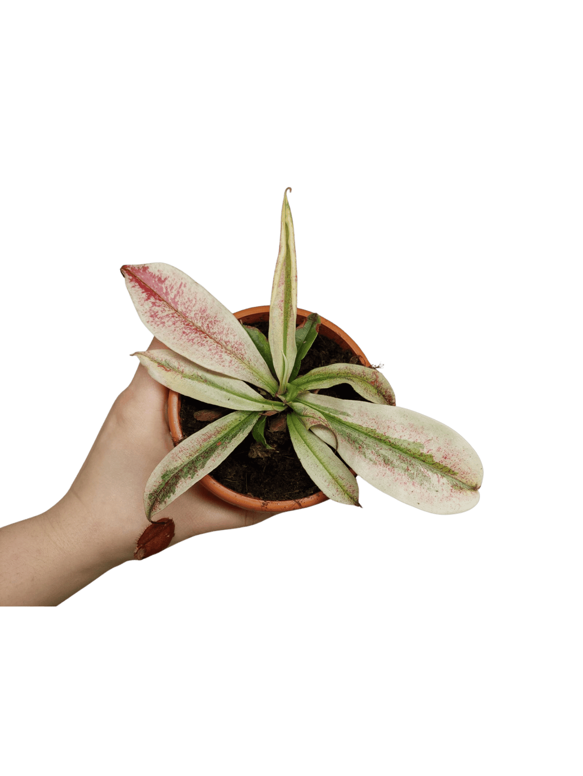 Nepenthes Viking x Ampullaria Variegata