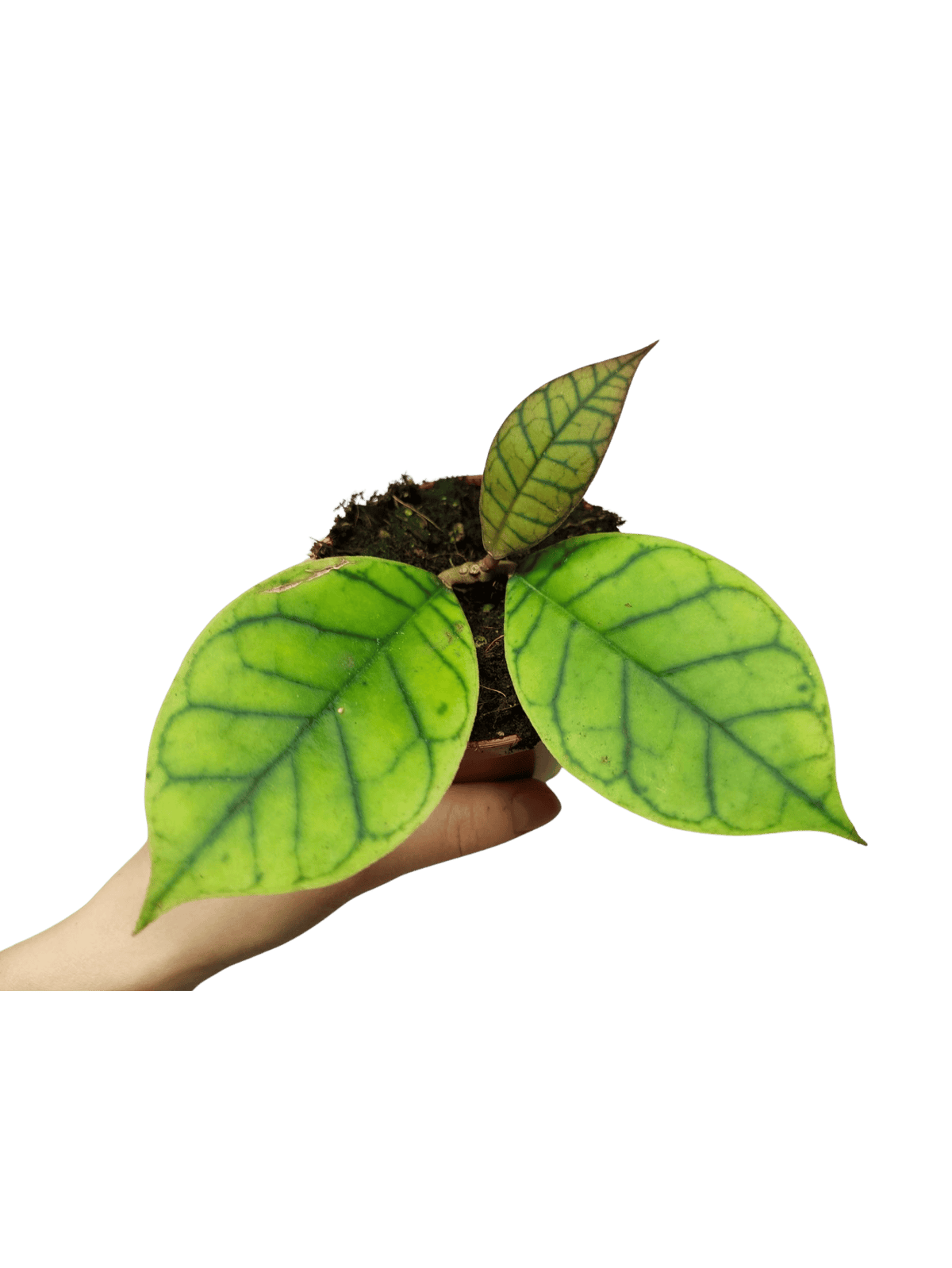 Hoya Callistophylla