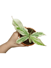 Nepenthes Viking x Ampullaria Variegata