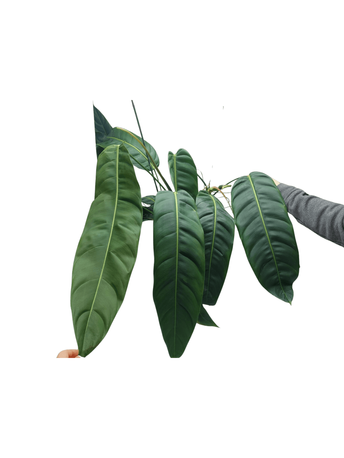 Philodendron Patriciae