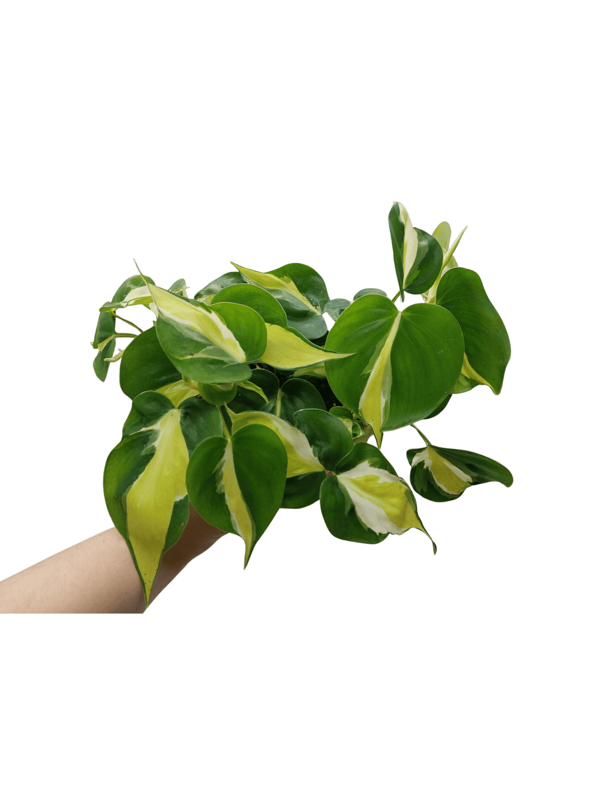 Philodendron Cream Splash