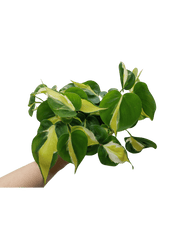 Philodendron Cream Splash