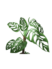 Monstera Epipremnoides Esqueleto Adult