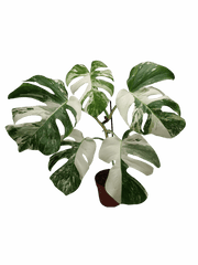 Monstera Variegata (zum aussuchen)