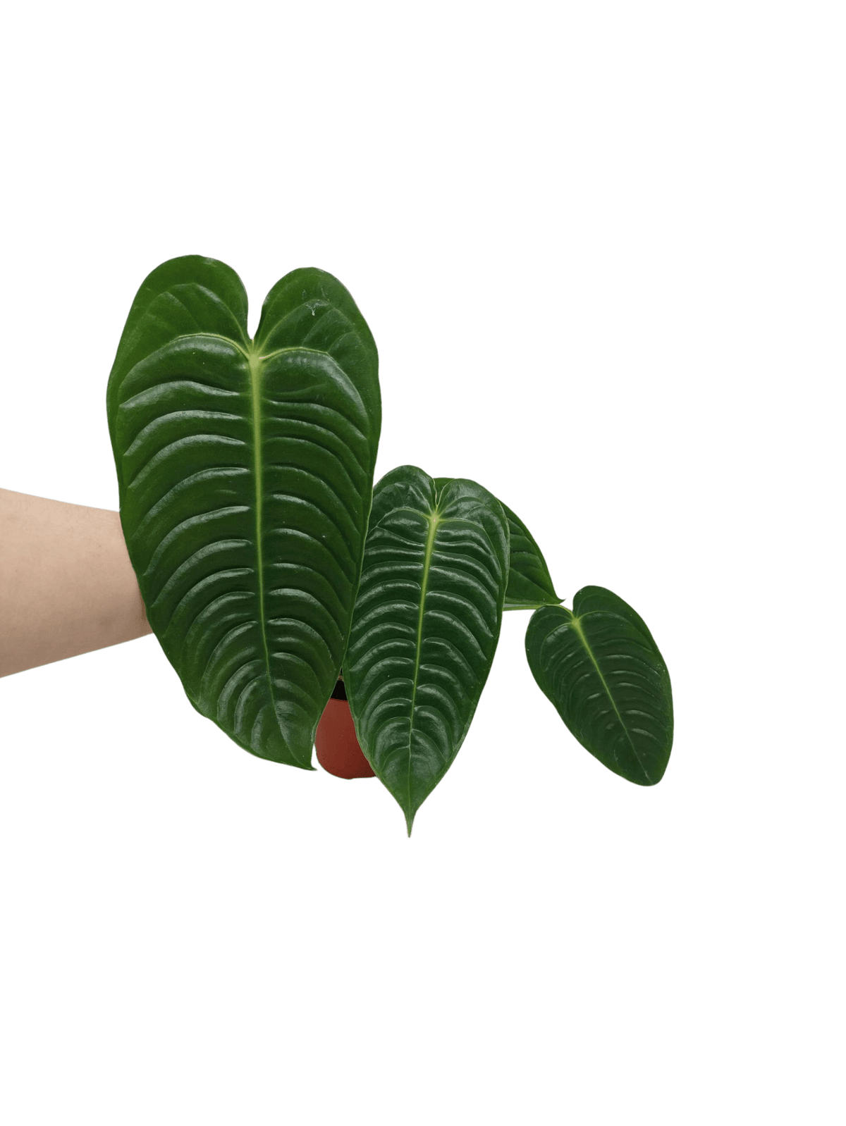 Anthurium Veitchii Narrow Form