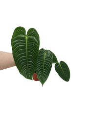 Anthurium Veitchii Narrow Form