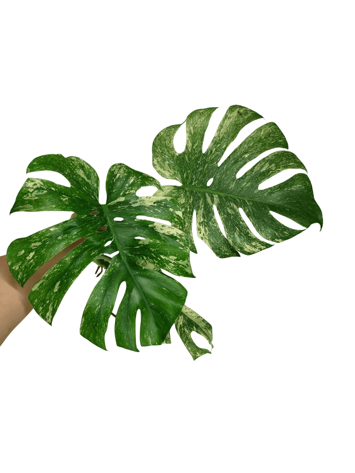 Monstera Mint Steckling Adult
