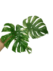 Monstera Mint Steckling Adult