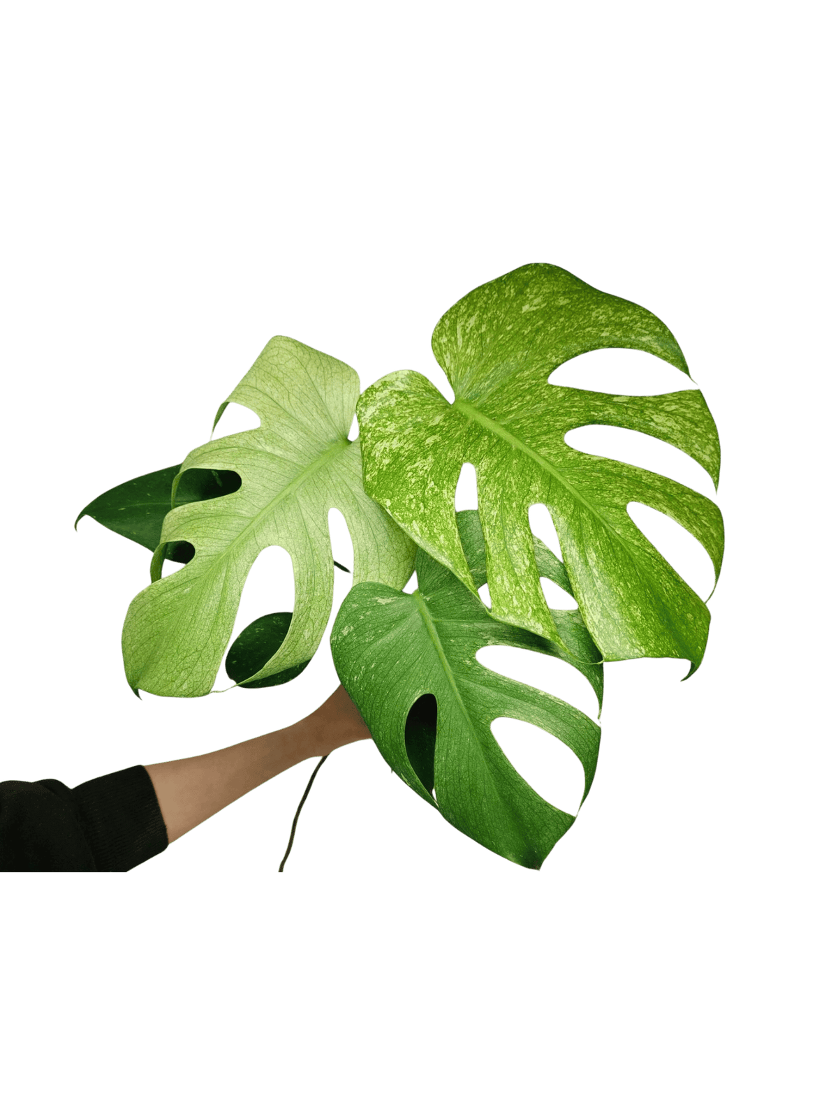 Monstera Mint