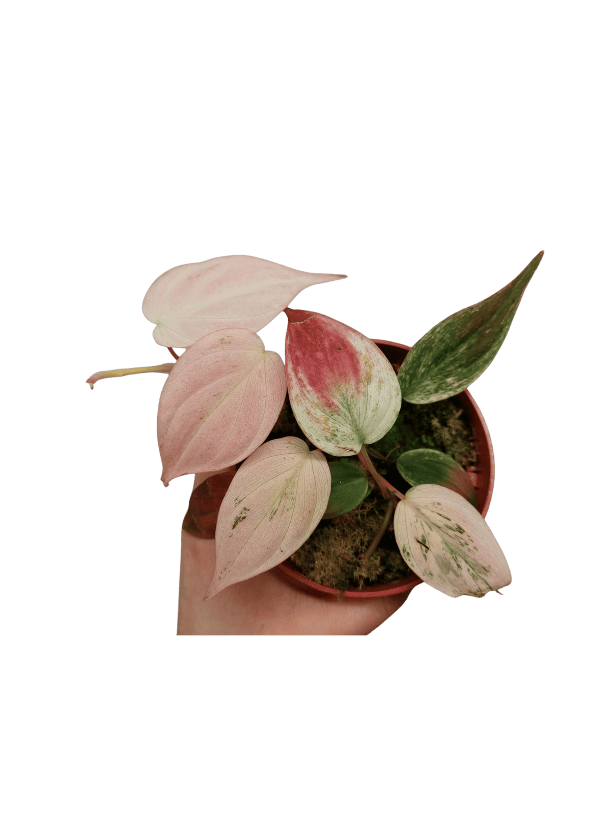 Philodendron Micans Pink Marble