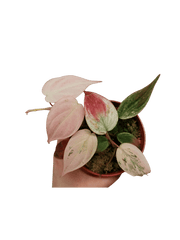 Philodendron Micans Pink Marble