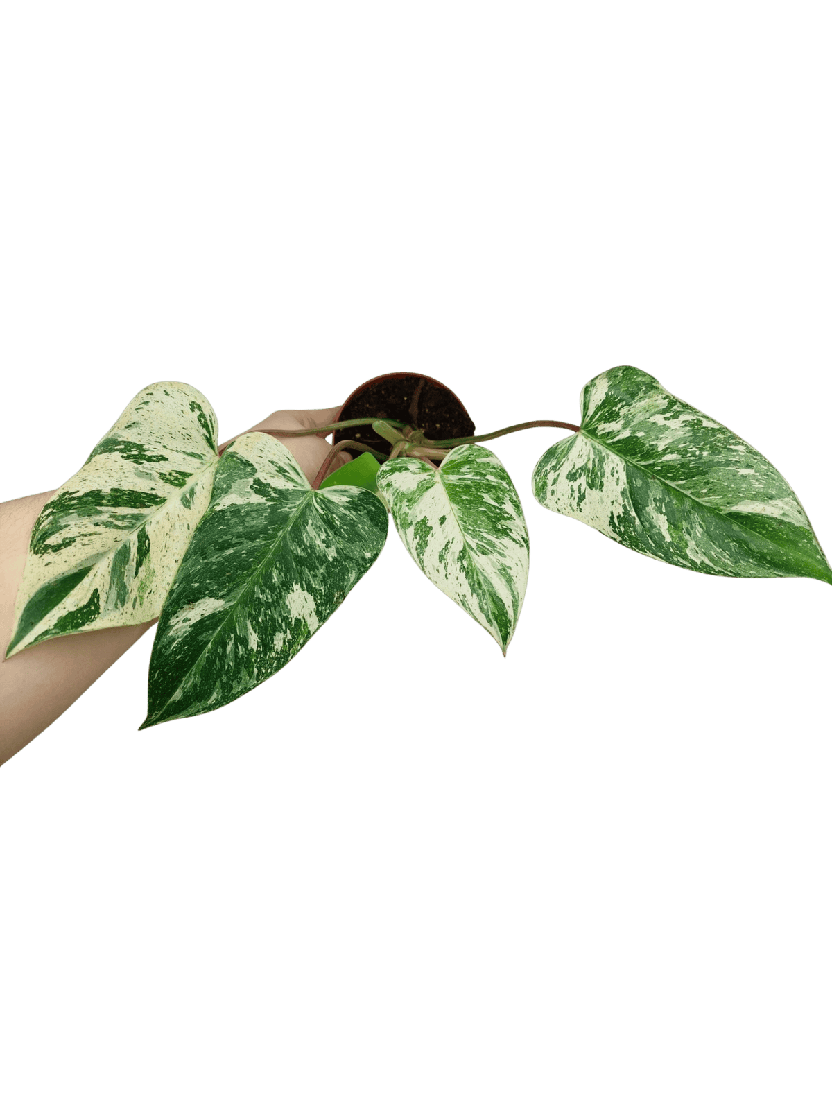 Philodendron Emerald Queen Variegata