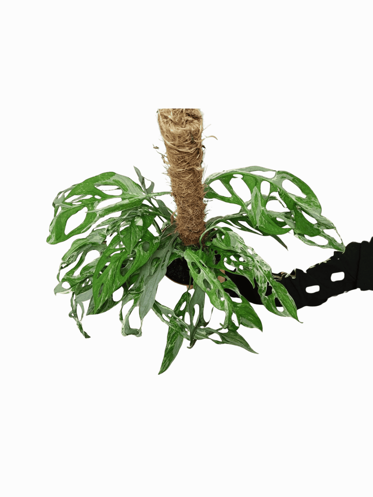 Monstera Adansonii Indonesian Marble