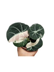 Alocasia Black Velvet Pink Variegata