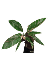 Musa Nono Pink Variegata