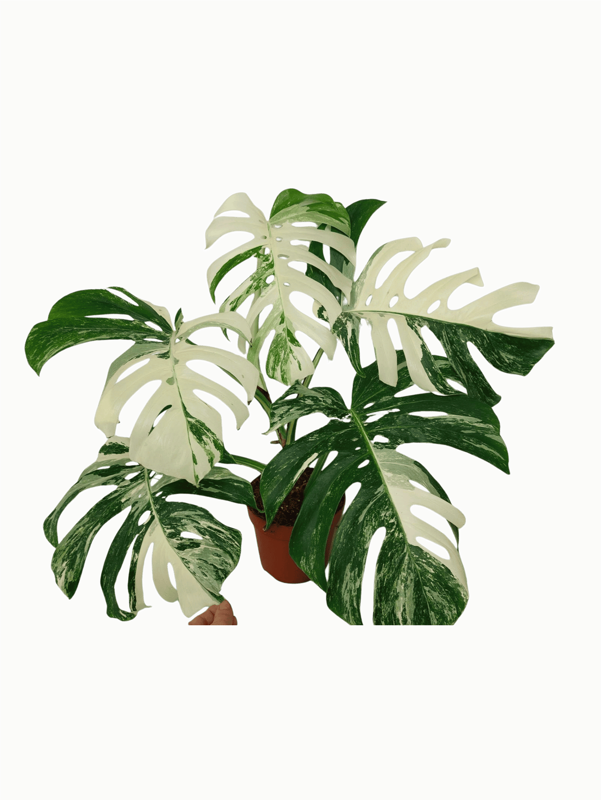 Monstera Variegata (zum aussuchen)
