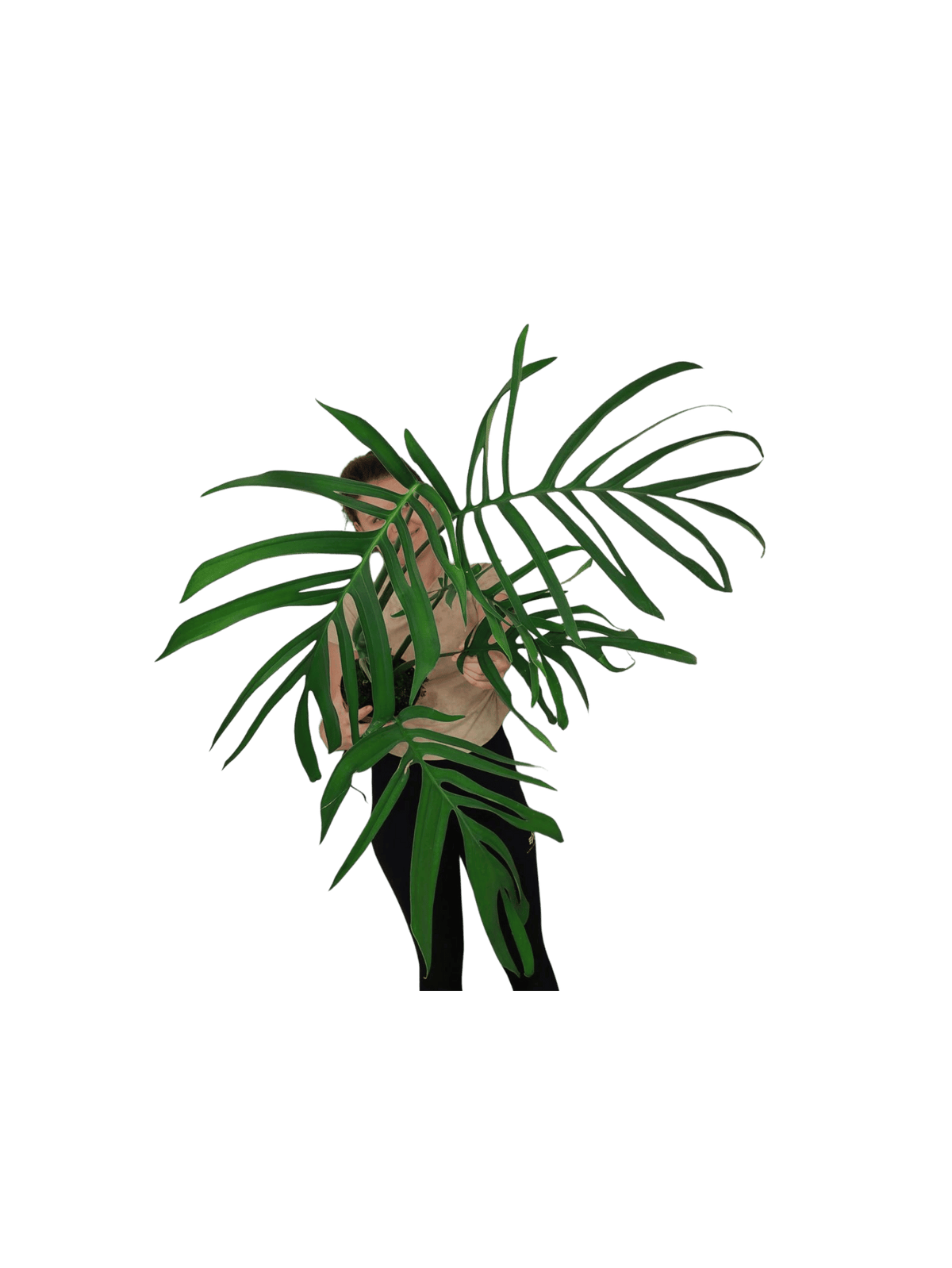 Monstera Croatii XXL