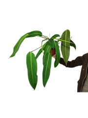 Philodendron Heterocraspedon