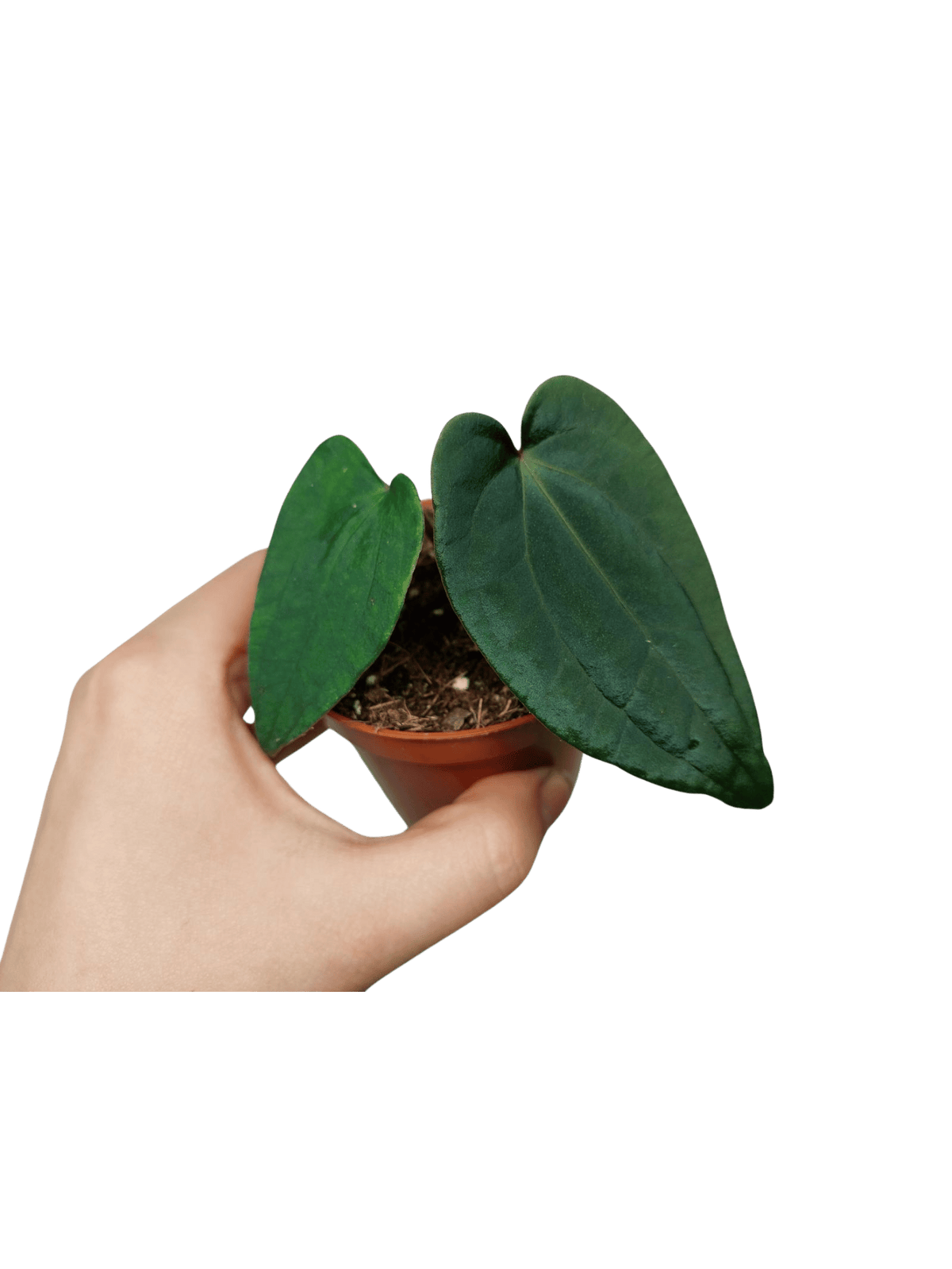 Anthurium Dark Phoenix x Dressleri