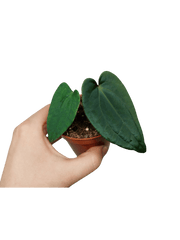 Anthurium Dark Phoenix x Dressleri